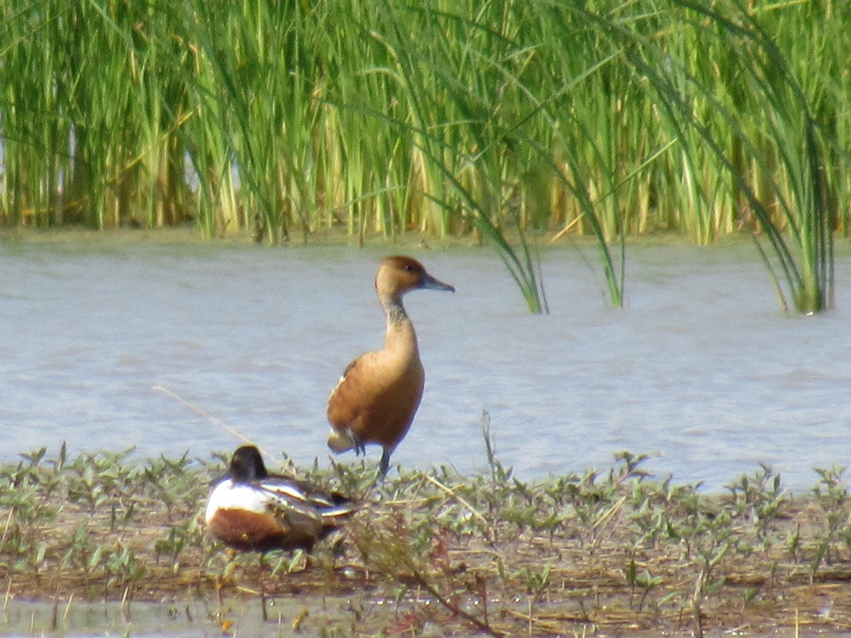 Fulvous Whistling-Duck - ML59500211