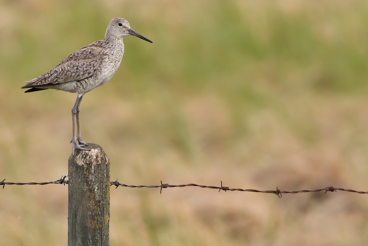 vodouš břehoušovitý (ssp. inornata) - ML595002441