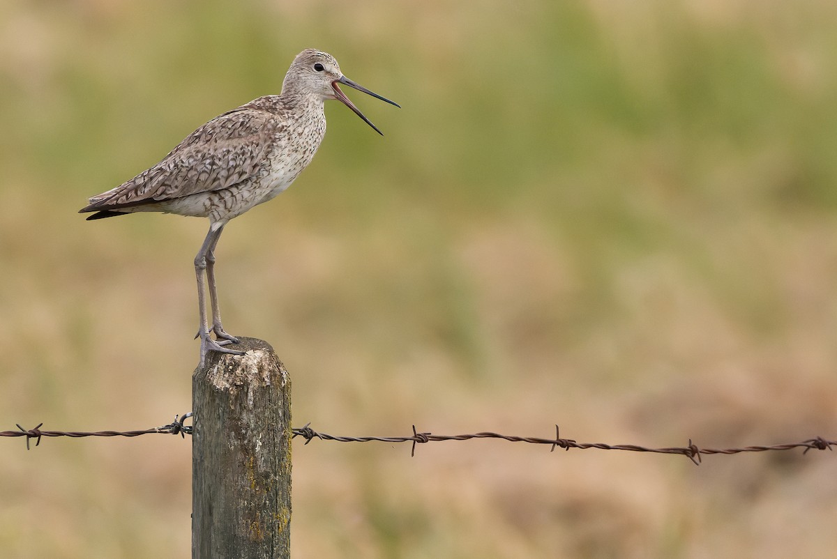 vodouš břehoušovitý (ssp. inornata) - ML595002451