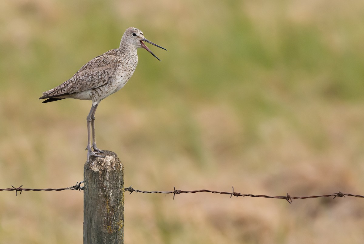 Willet (Western) - ML595002461