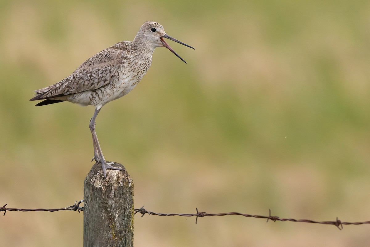 Willet (Western) - ML595002471