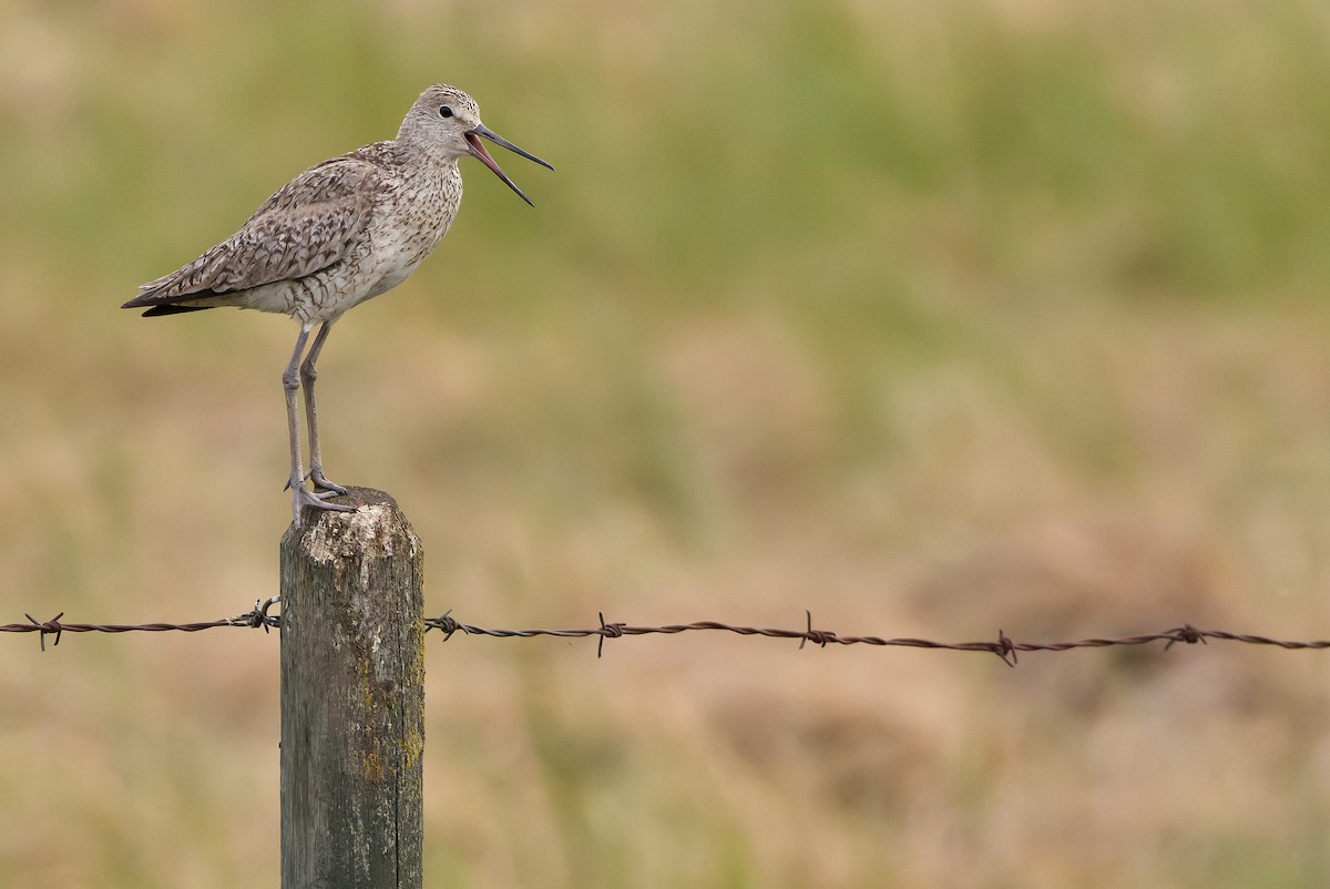 vodouš břehoušovitý (ssp. inornata) - ML595002481