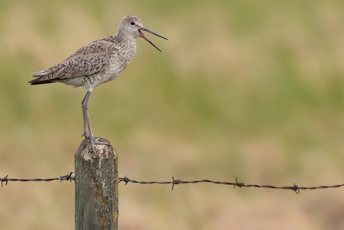 Willet (Western) - ML595002501