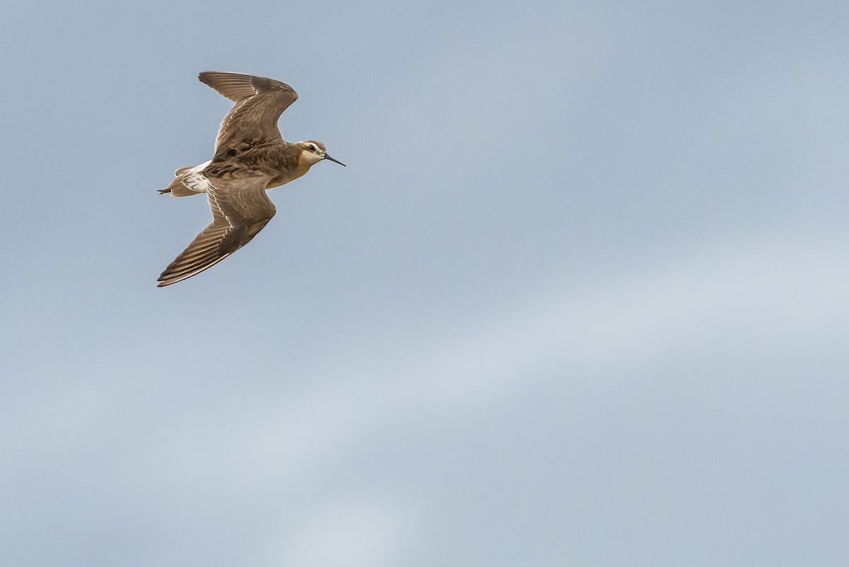 Wilson's Phalarope - ML595002521