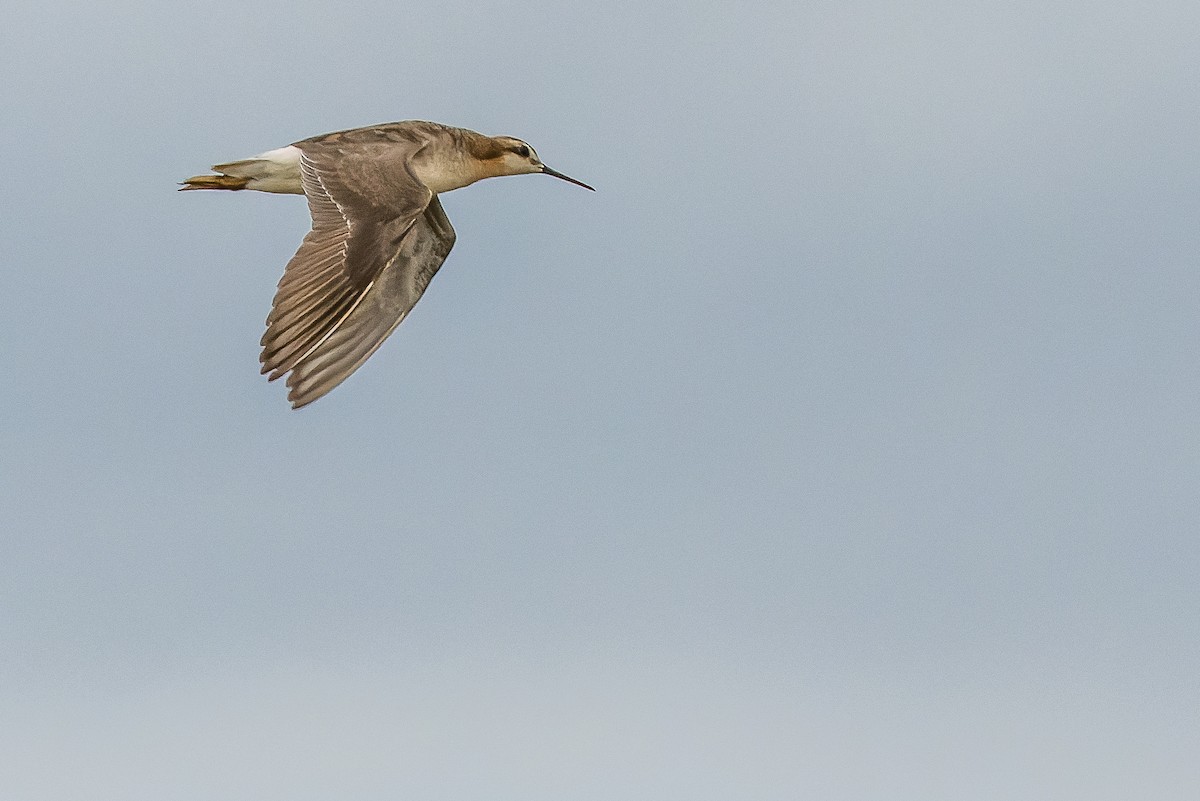 Wilson's Phalarope - ML595002531