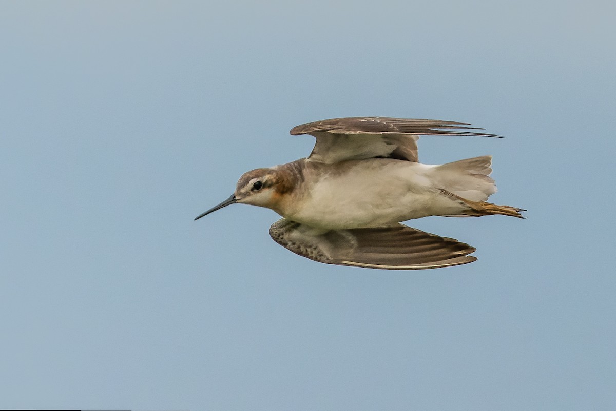 Wilson's Phalarope - ML595002541