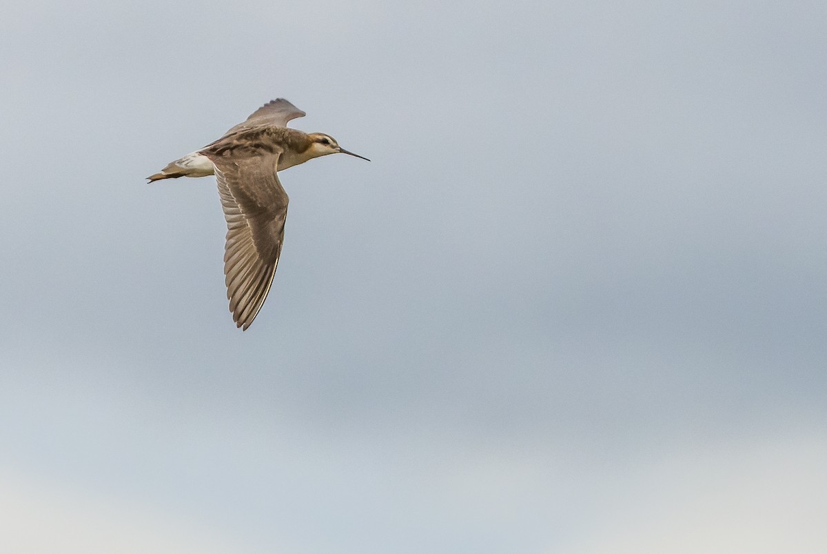 Wilson's Phalarope - ML595002551