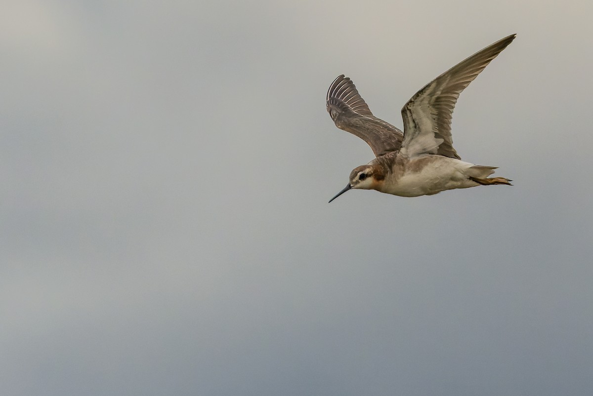 Wilson's Phalarope - ML595002571