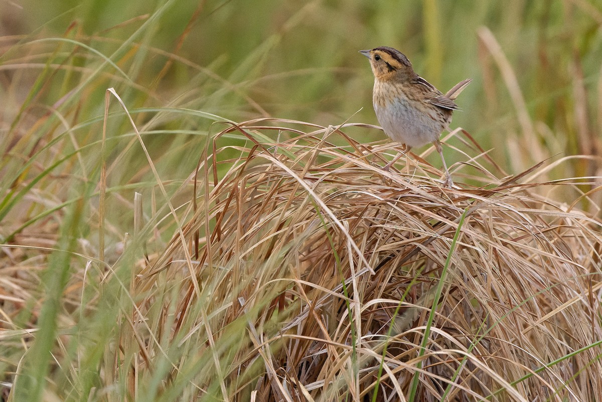 Nelson's Sparrow (Interior) - ML595002631