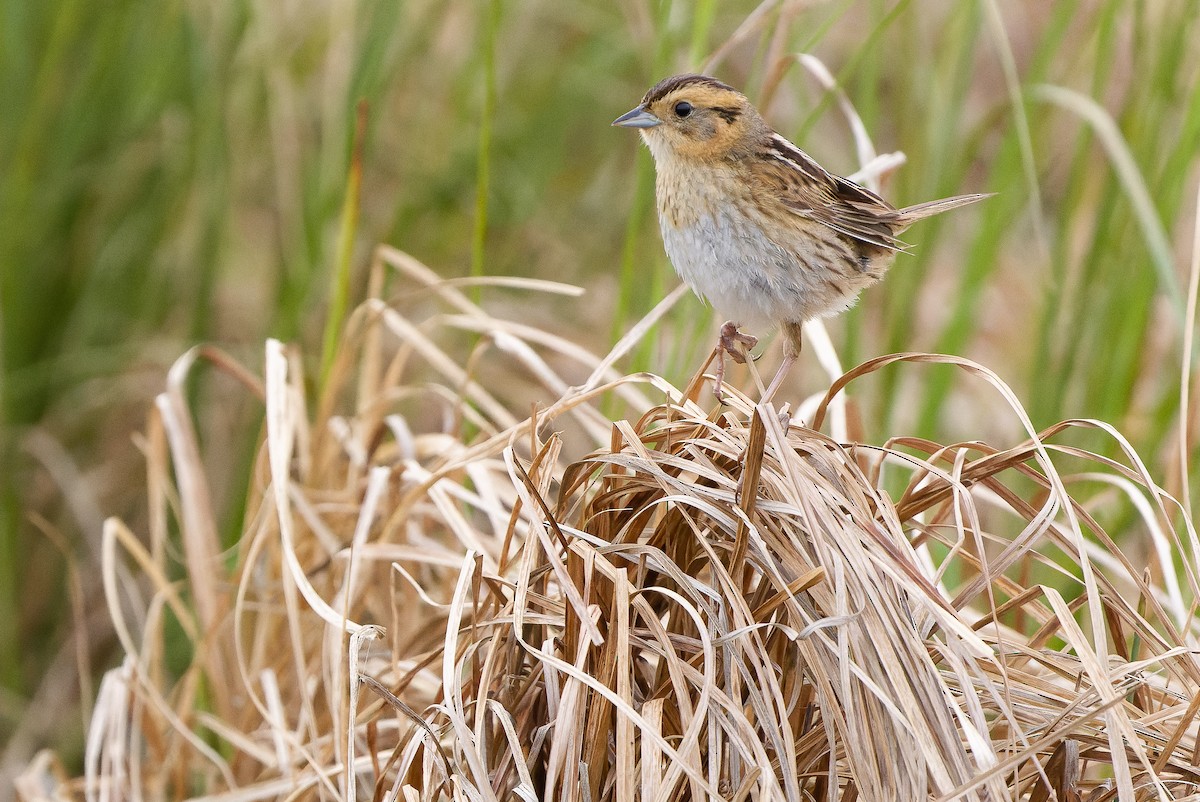 Nelson's Sparrow (Interior) - ML595002641