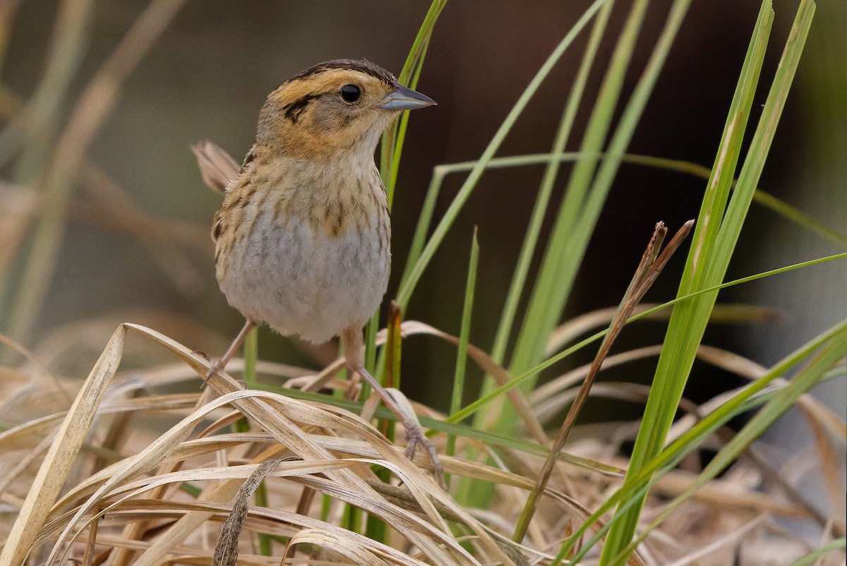 Nelson's Sparrow (Interior) - ML595002651