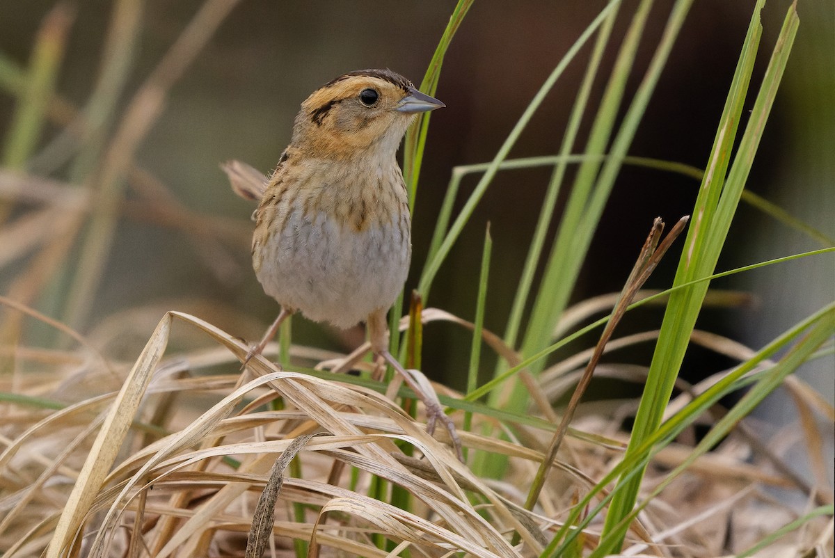 Nelson's Sparrow (Interior) - ML595002661