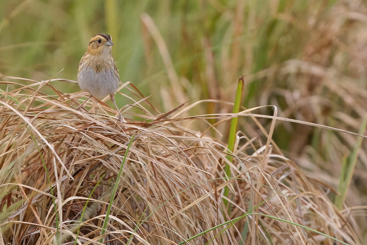 Nelson's Sparrow (Interior) - ML595002671