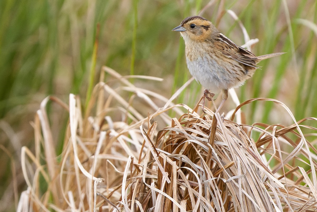 Nelson's Sparrow (Interior) - ML595002681