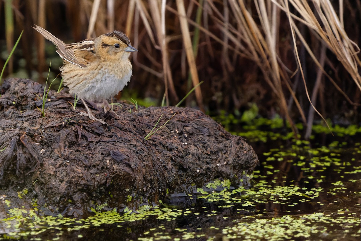 Nelson's Sparrow (Interior) - ML595002691