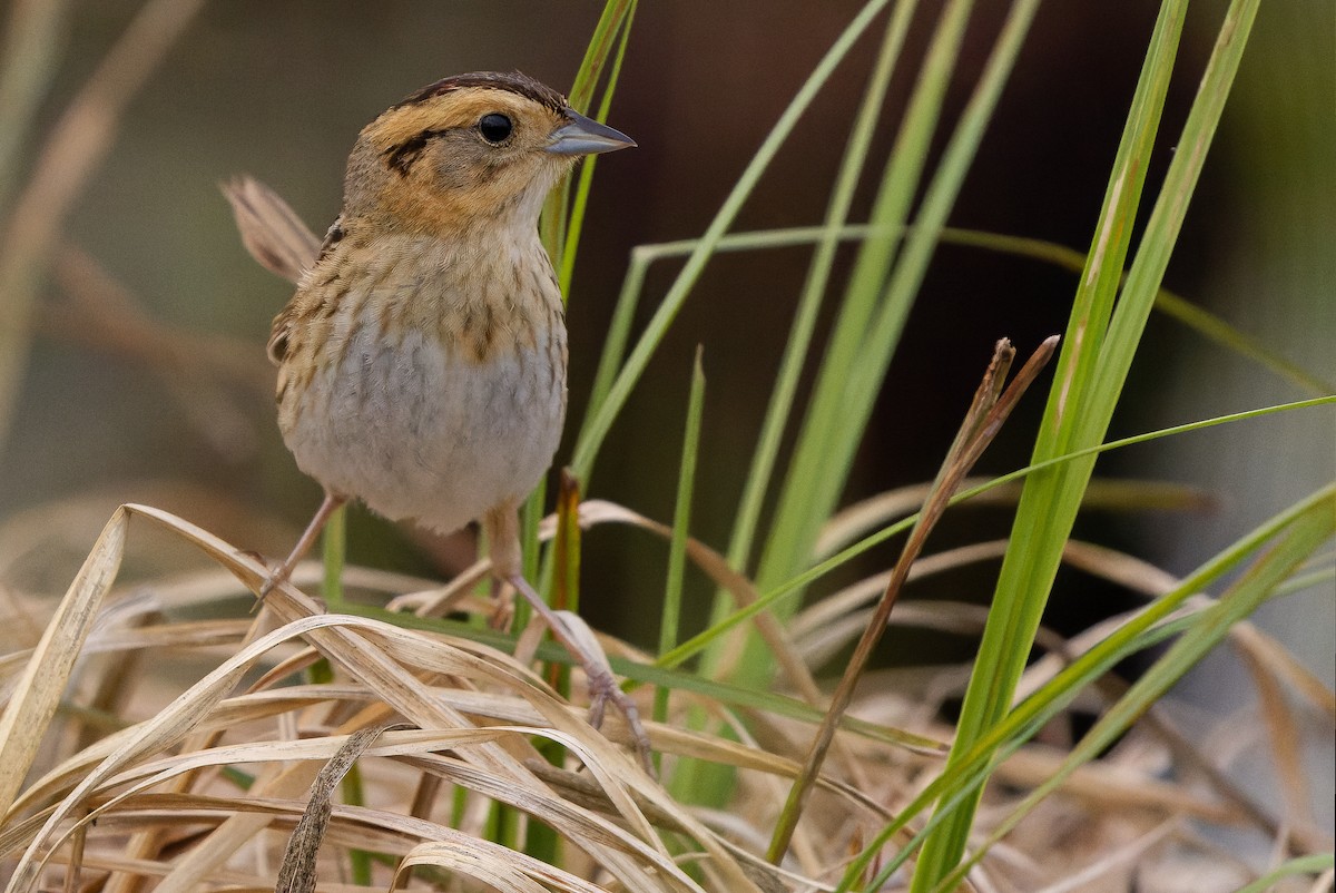 Nelson's Sparrow (Interior) - ML595002701