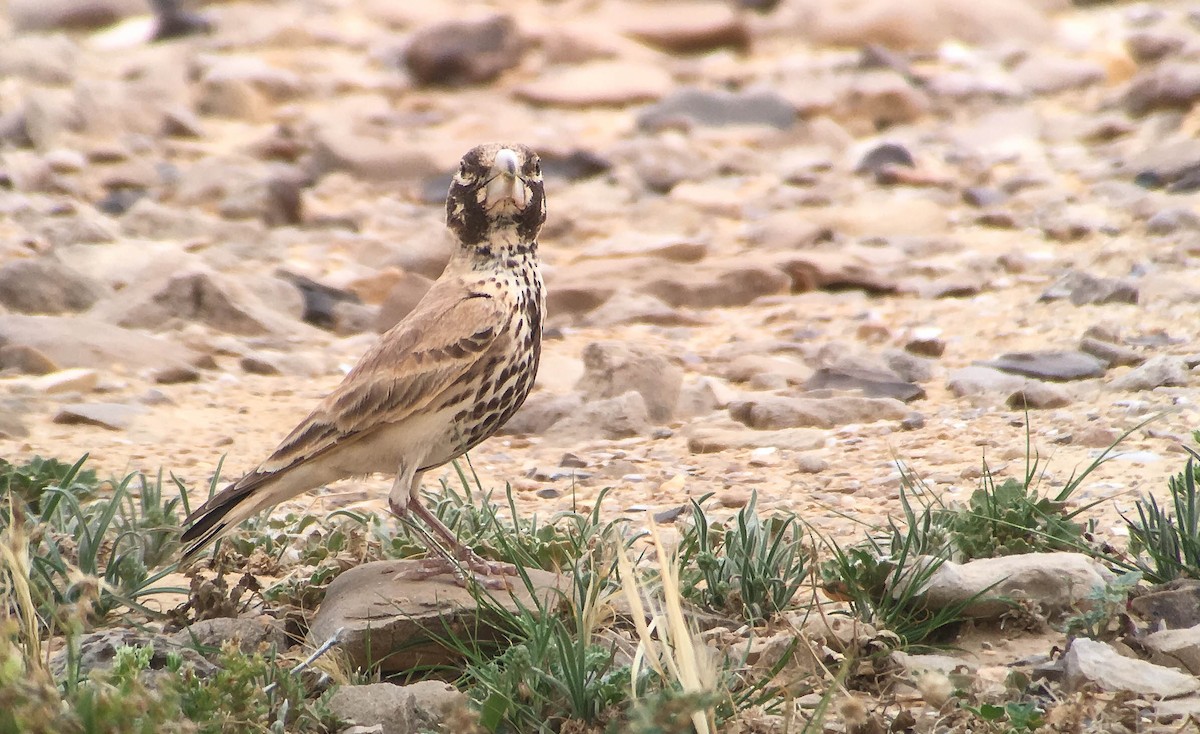 Thick-billed Lark - Doug Gochfeld