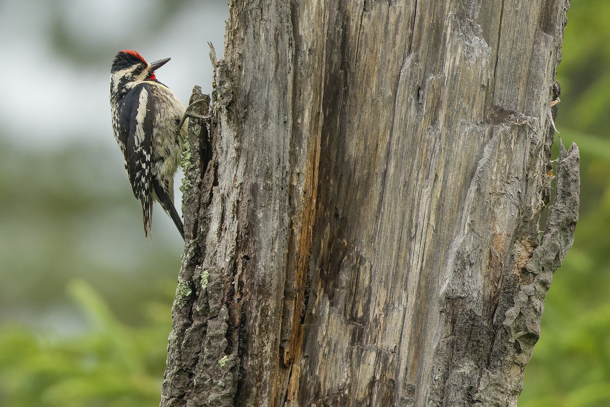 Yellow-bellied Sapsucker - ML595003121