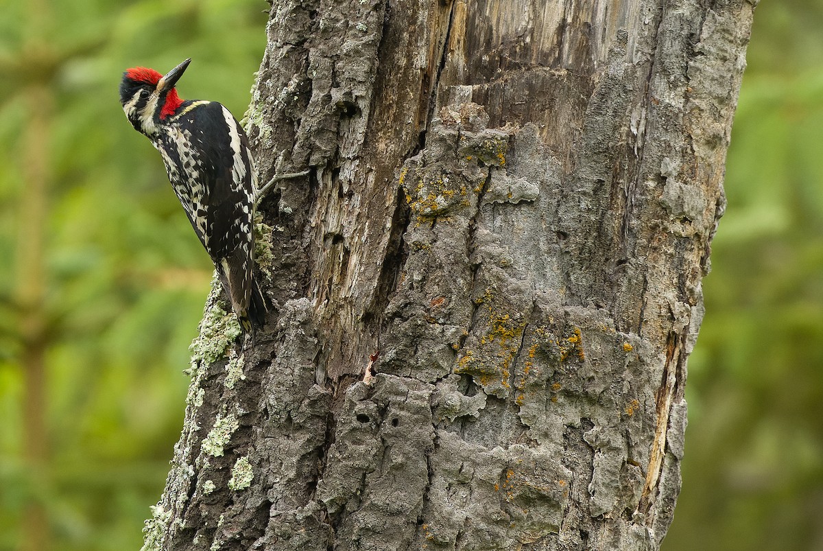 Yellow-bellied Sapsucker - ML595003131