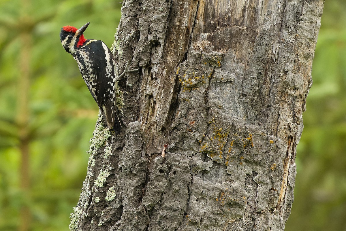 Yellow-bellied Sapsucker - ML595003141