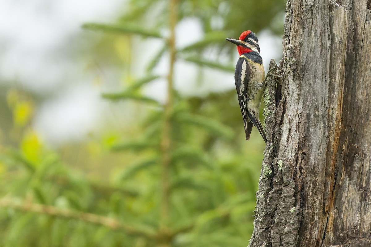 Yellow-bellied Sapsucker - ML595003151