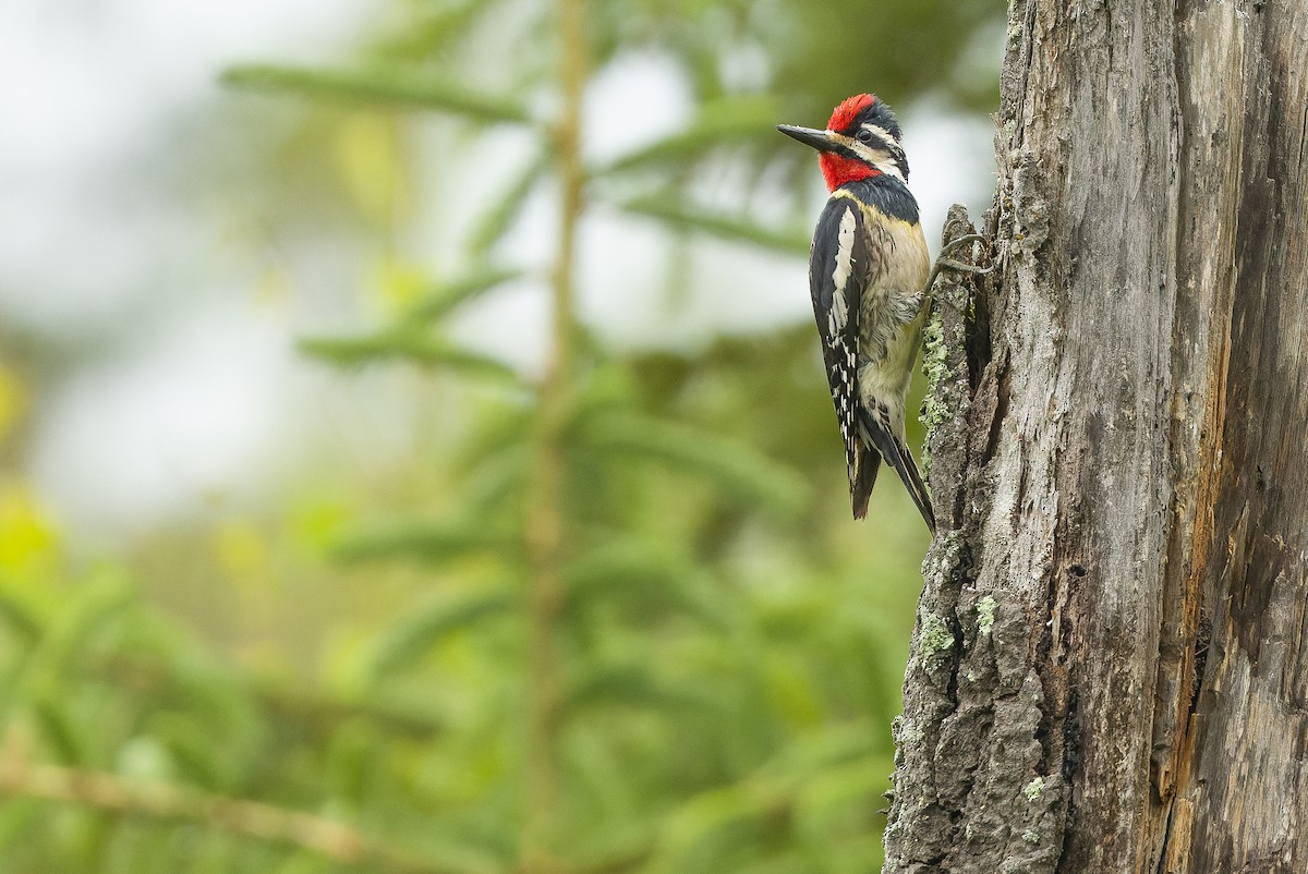 Yellow-bellied Sapsucker - ML595003161