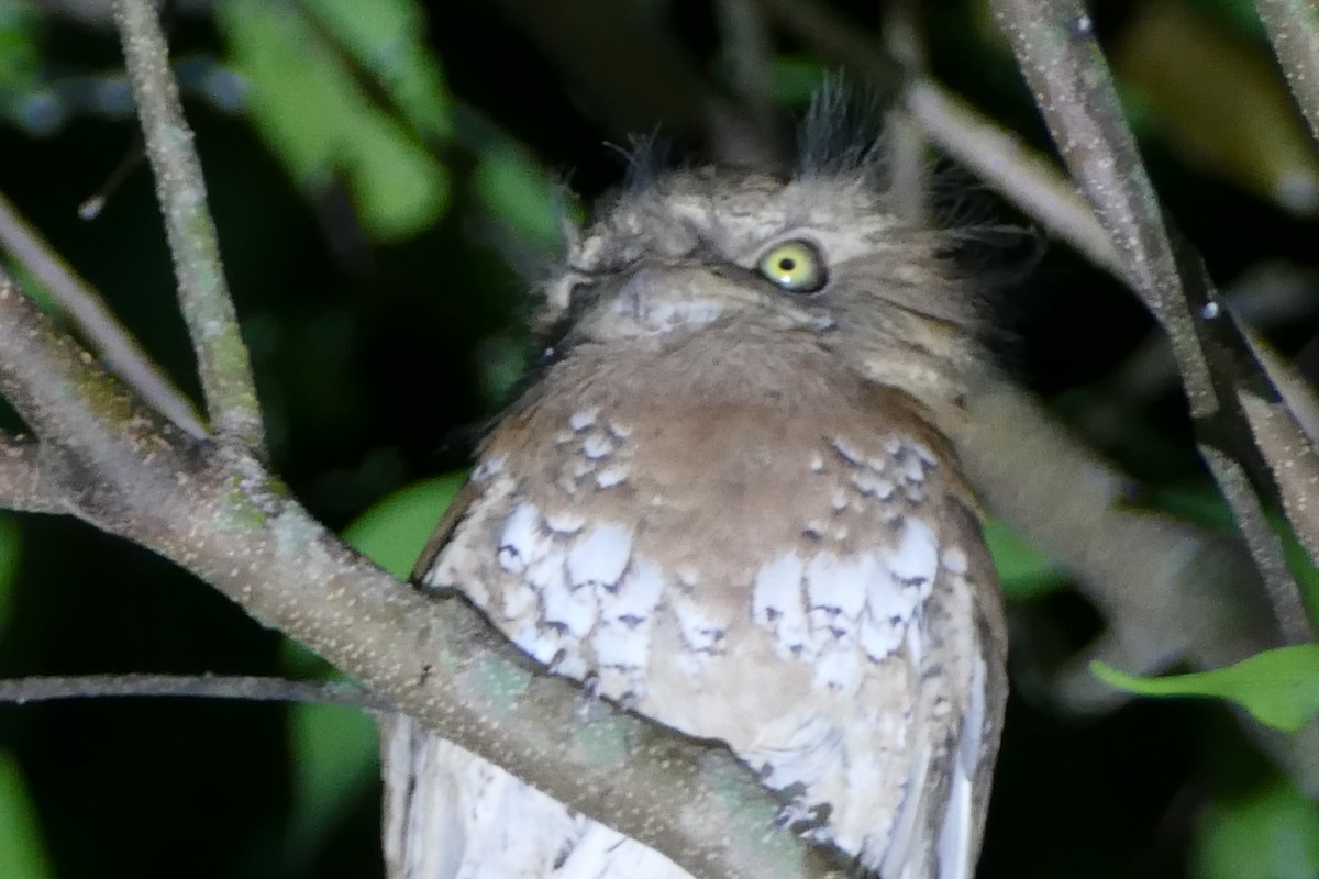 Blyth's Frogmouth - ML595003501