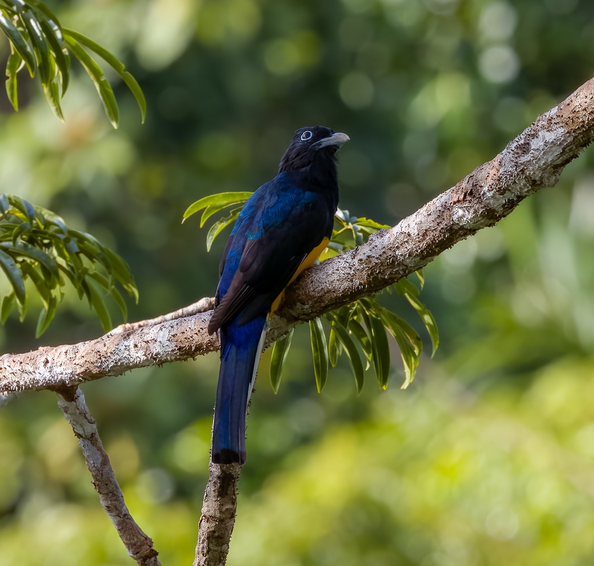 Green-backed Trogon - ML595003691