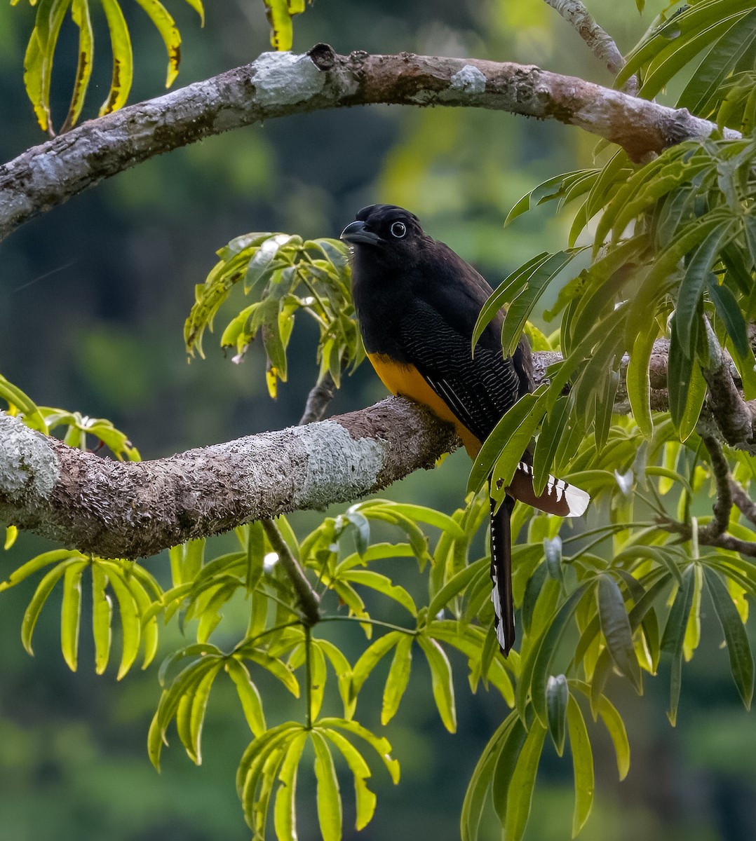 Green-backed Trogon - ML595003791