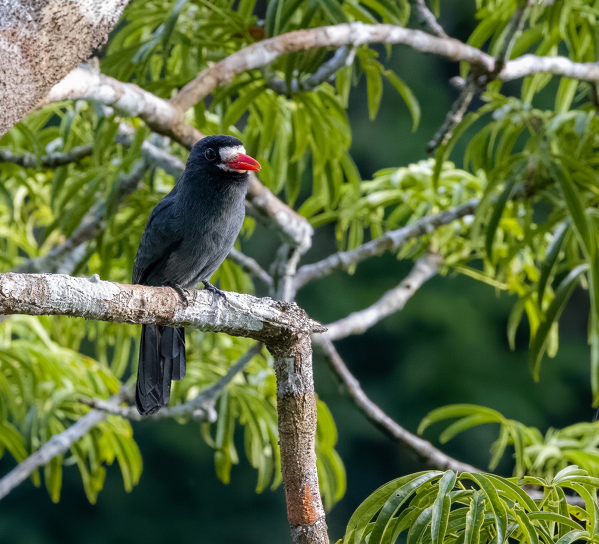 Weißstirn-Faulvogel - ML595003861