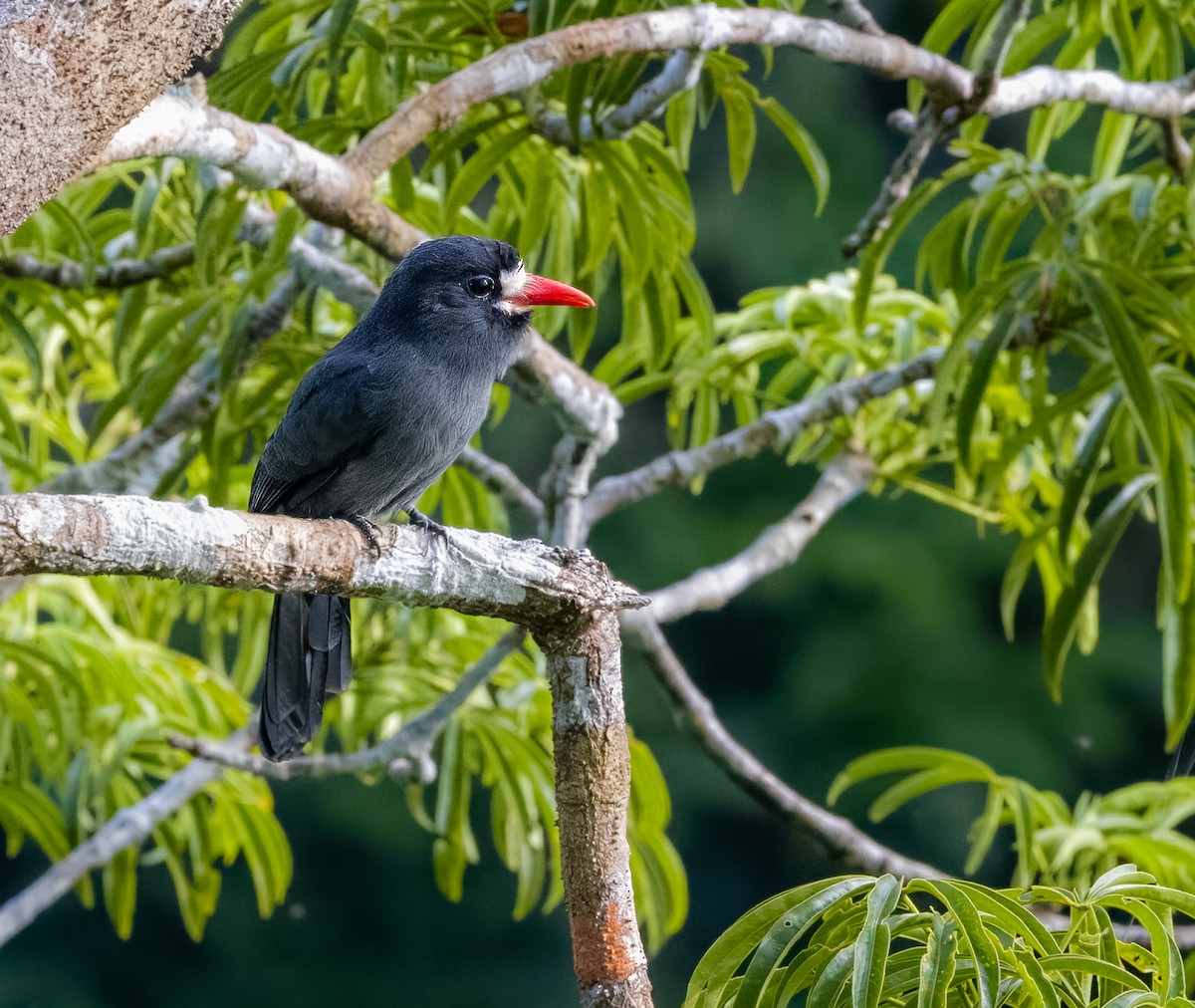 White-fronted Nunbird - ML595003871