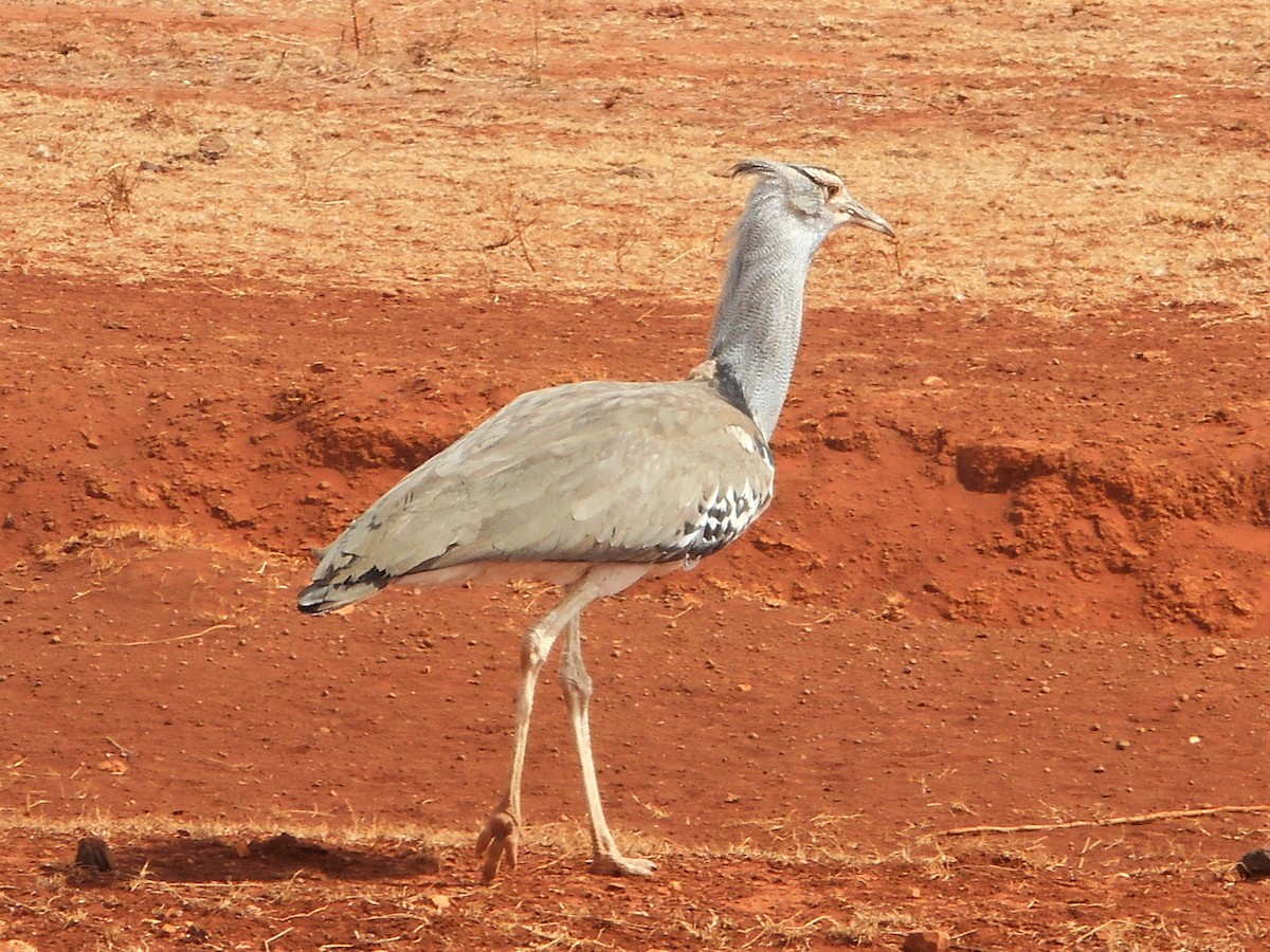 Kori Bustard - ML595004401