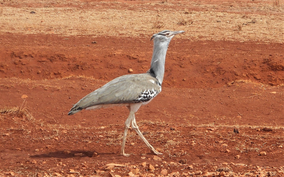 Kori Bustard - ML595004411