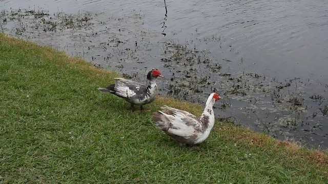 Muscovy Duck (Domestic type) - ML595005471