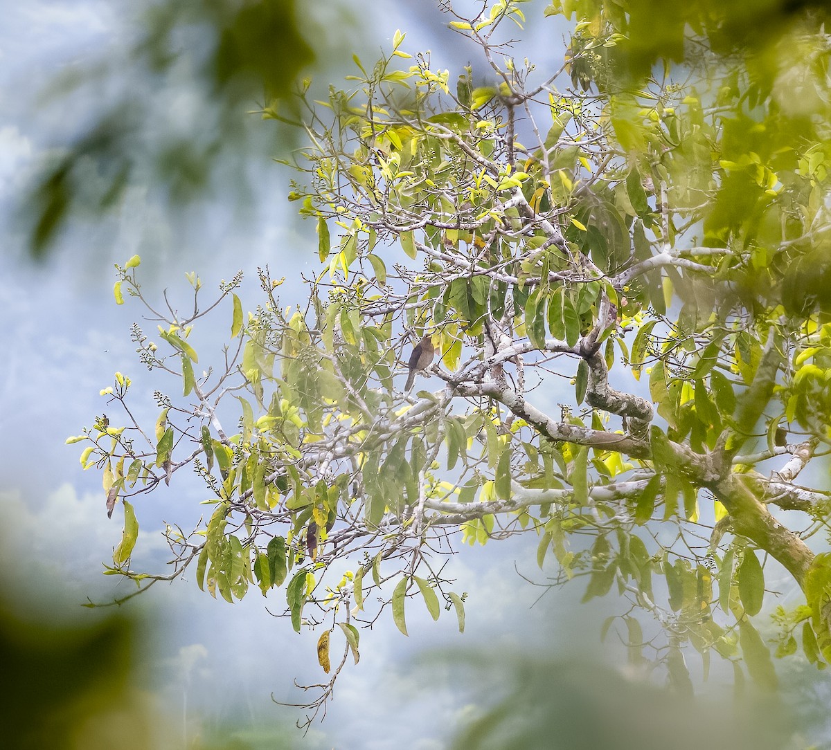 Lawrence's Thrush - ML595006041