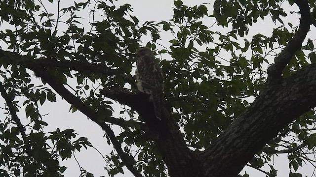 Buse à épaulettes - ML595006121