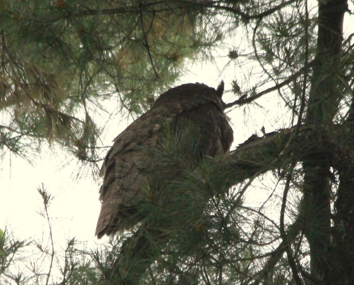 Great Horned Owl - ML59500731