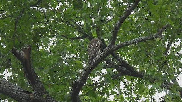 Buse à épaulettes - ML595007491