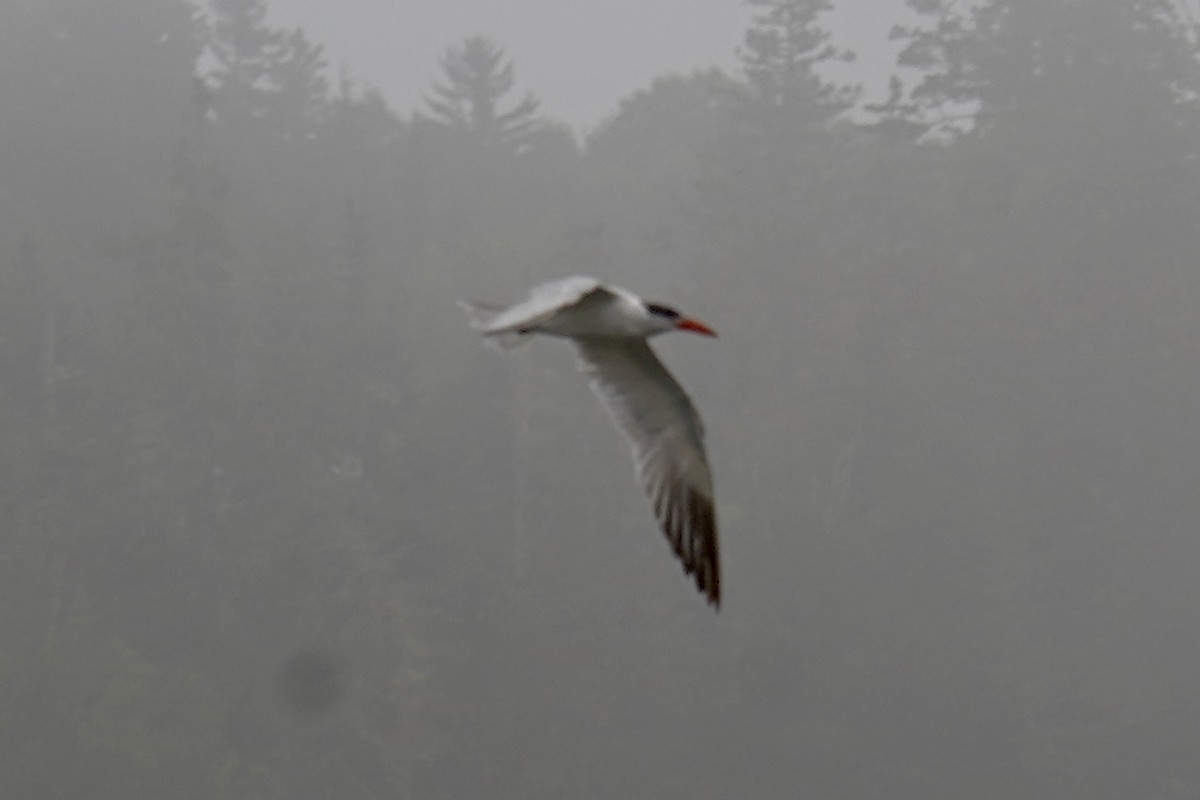 Caspian Tern - ML595007991