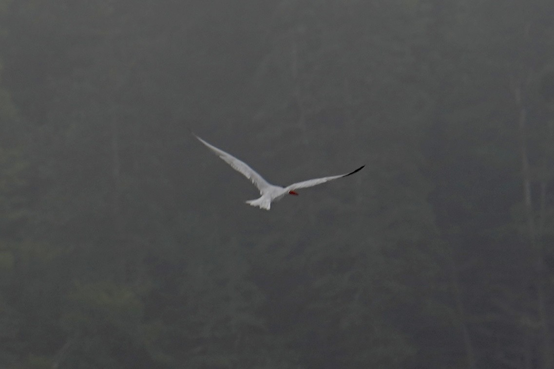 Caspian Tern - ML595008001