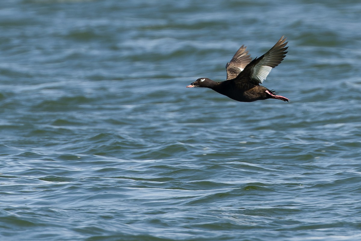 White-winged Scoter - ML595008251