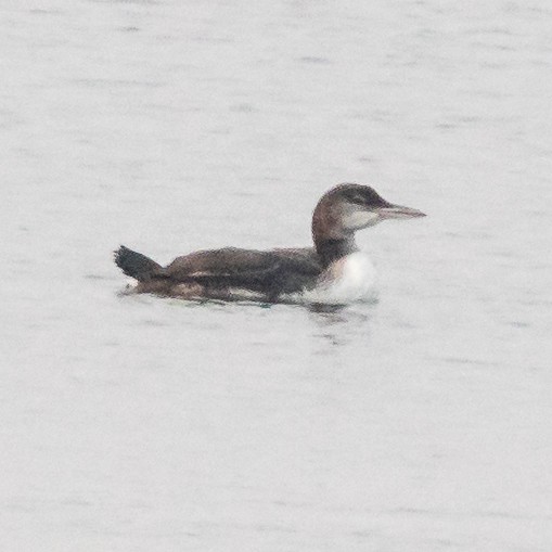 Common Loon - ML595008551