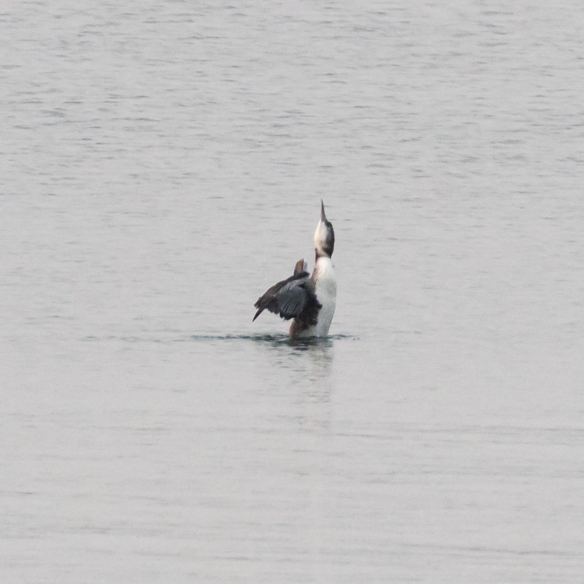 Common Loon - Jason Corder