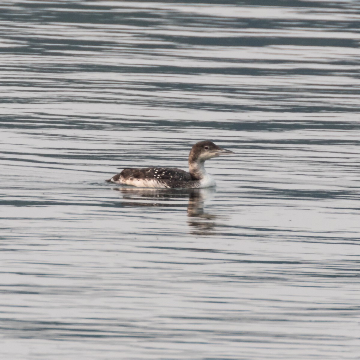 Common Loon - ML595008571