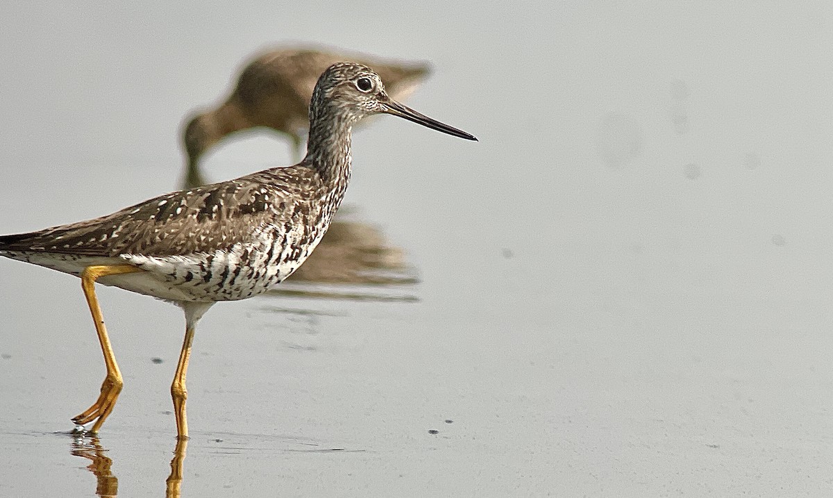 Greater Yellowlegs - ML595010171