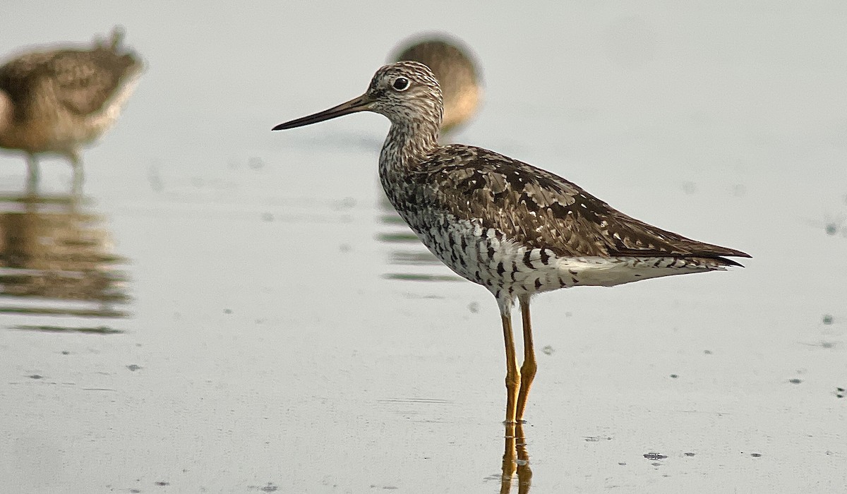 Greater Yellowlegs - ML595010181