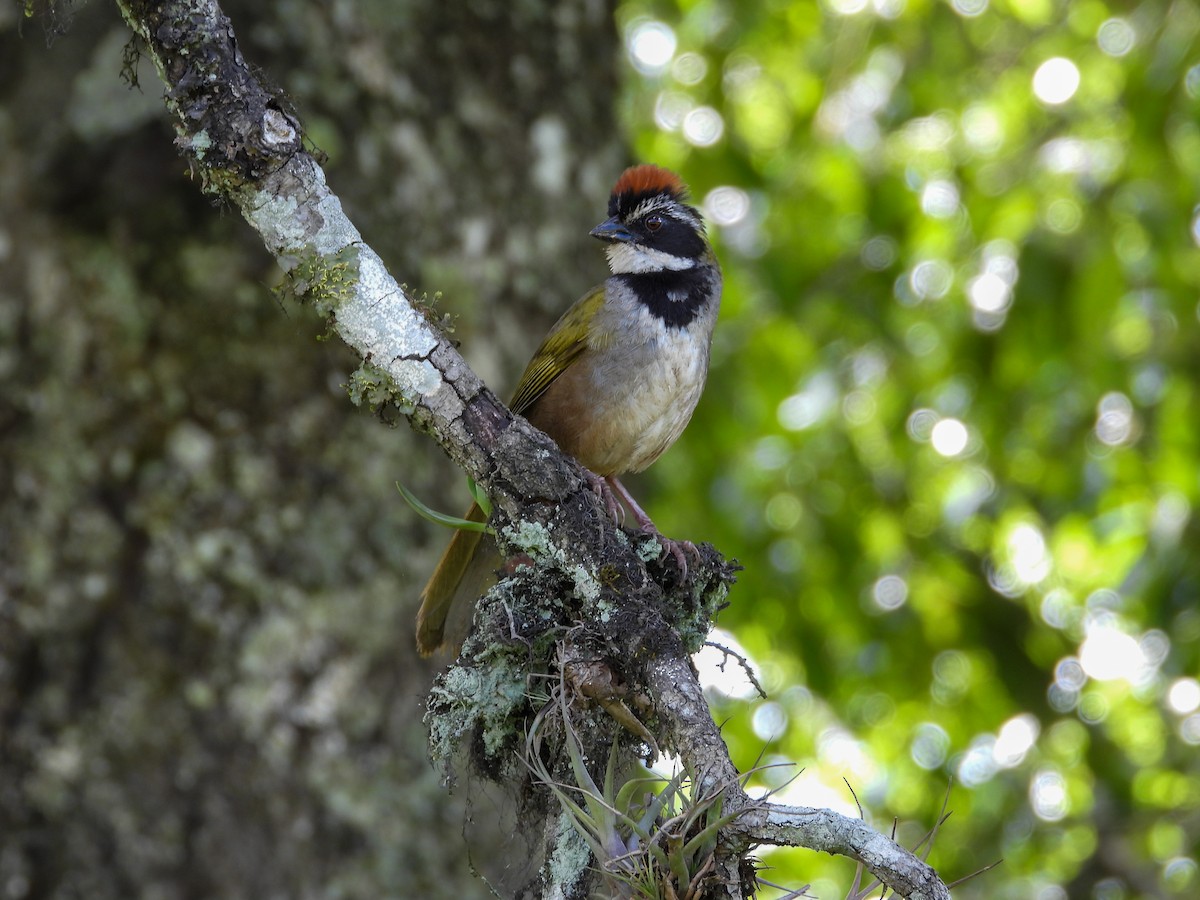 Collared Towhee - ML595010561