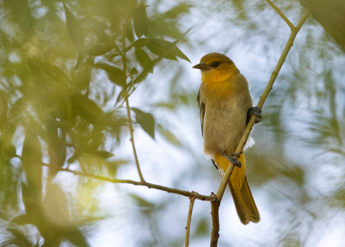 Bullock's Oriole - ML595010681