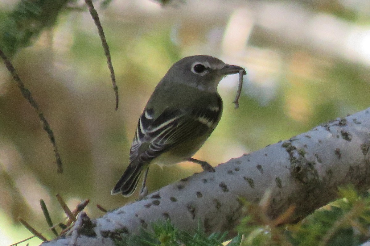 Cassin's Vireo - Naresh Satyan