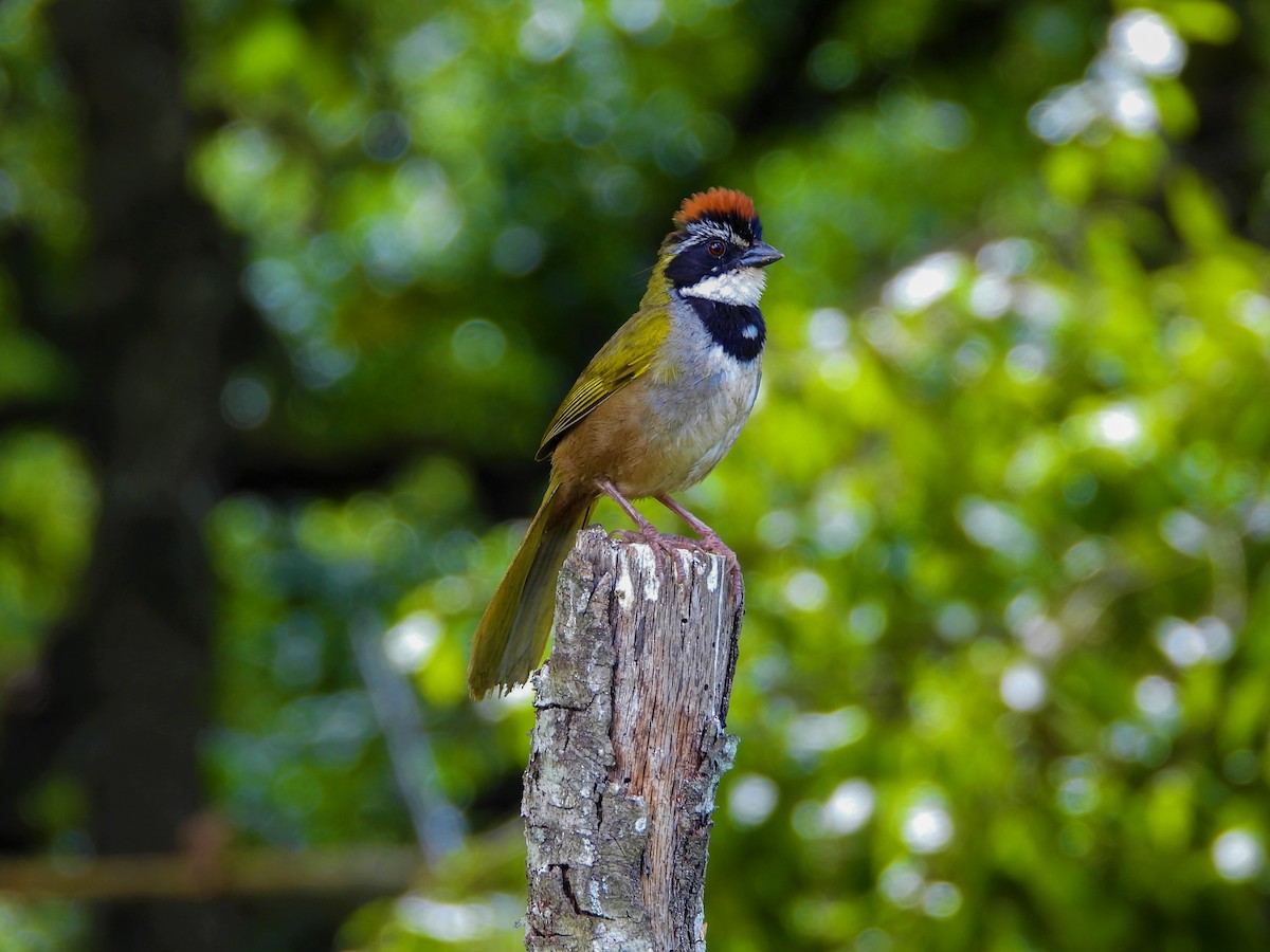 Collared Towhee - ML595011411